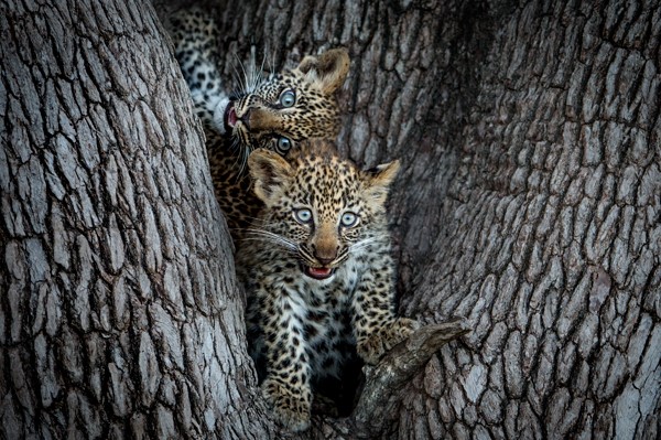 Leopardenjunge in Baumhöhle